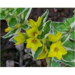 bylina Tojeść kropkowana Variegata B280