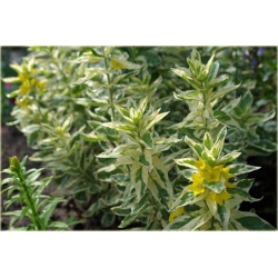 bylina Tojeść kropkowana Variegata B280