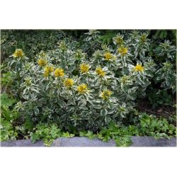 bylina Tojeść kropkowana Variegata B280