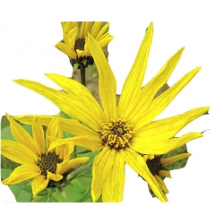 bylina Topinambur, Słonecznik bulwiasty B424