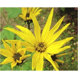 bylina Topinambur, Słonecznik bulwiasty B424