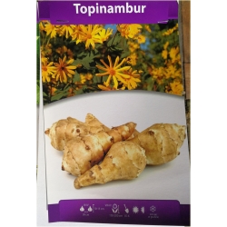 bylina Topinambur, Słonecznik bulwiasty B424