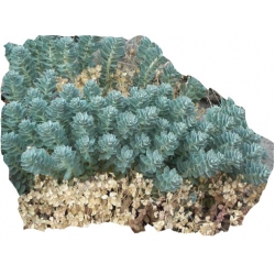 bylina Wilczomlecz mirtowaty B373