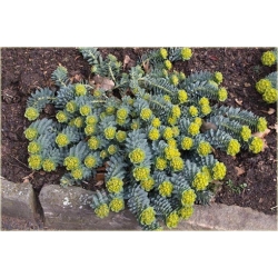 bylina Wilczomlecz mirtowaty B373