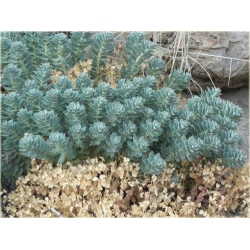 bylina Wilczomlecz mirtowaty B373