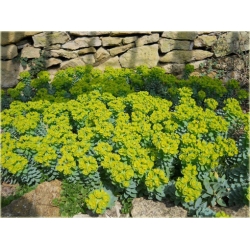 bylina Wilczomlecz mirtowaty B373