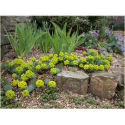 bylina Wilczomlecz mirtowaty B373