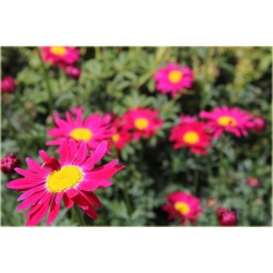 bylina Wrotycz Złocień amarantowy B385