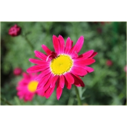 bylina Wrotycz Złocień amarantowy B385