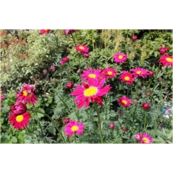 bylina Wrotycz Złocień amarantowy B385