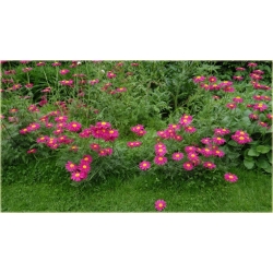 bylina Wrotycz Złocień amarantowy B385