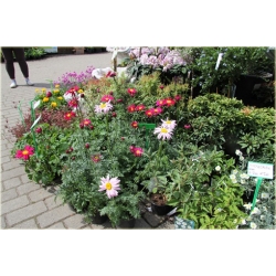 bylina Wrotycz Złocień amarantowy B385