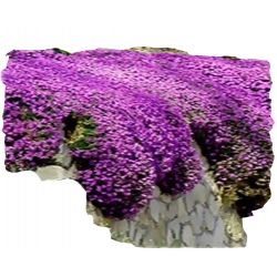 bylina Żagwin ogrodowy Cascade B379