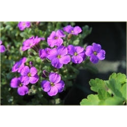 bylina Żagwin ogrodowy Cascade B379