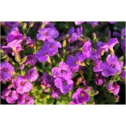 bylina Żagwin ogrodowy Cascade B379