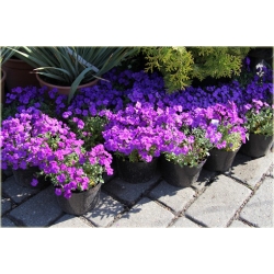 bylina Żagwin ogrodowy Cascade B379