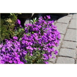 bylina Żagwin ogrodowy Cascade B379