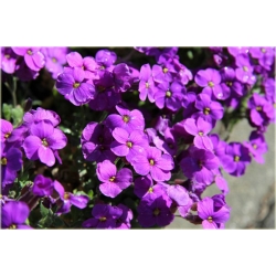 bylina Żagwin ogrodowy Cascade B379