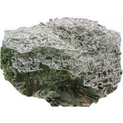 bylina Zatrwian tatarski B376