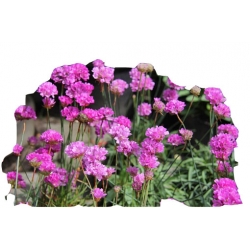 bylina Zawciąg szerokolistny B388