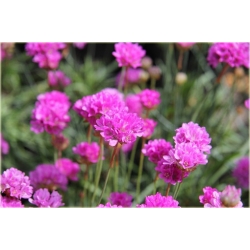 bylina Zawciąg szerokolistny B388