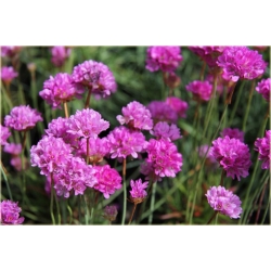 bylina Zawciąg szerokolistny B388