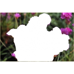 bylina Zawciąg szerokolistny B388