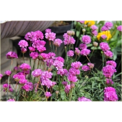 bylina Zawciąg szerokolistny B388