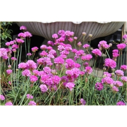 bylina Zawciąg szerokolistny B388