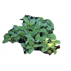 bylina Żeleźniak żółty B382