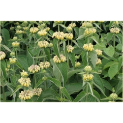 bylina Żeleźniak żółty B382