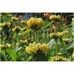 bylina Żeleźniak żółty B382