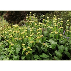 bylina Żeleźniak żółty B382