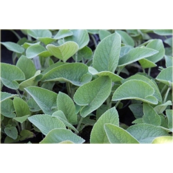 bylina Żeleźniak żółty B382