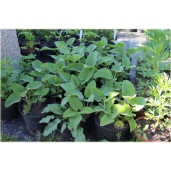 bylina Żeleźniak żółty B382