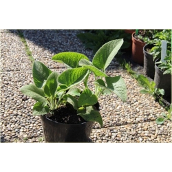 bylina Żeleźniak żółty B382