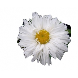 bylina Złocień olbrzymi Laspider B387