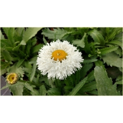 bylina Złocień olbrzymi Laspider B387