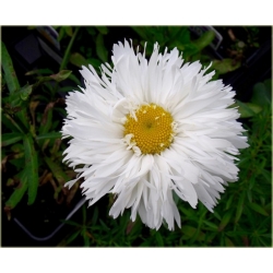 bylina Złocień olbrzymi Laspider B387