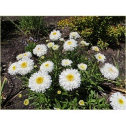 bylina Złocień olbrzymi Laspider B387