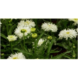 bylina Złocień olbrzymi Laspider B387