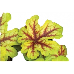 bylina Żuraweczka Alabama B395