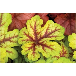 bylina Żuraweczka Alabama B395