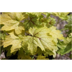 bylina Żuraweczka Alabama B395