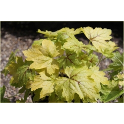 bylina Żuraweczka Alabama B395