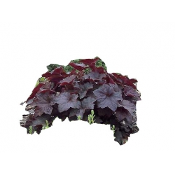 bylina Żurawka Palace Purple B369