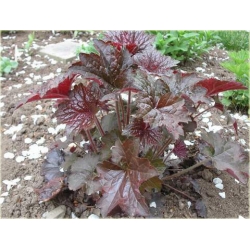 bylina Żurawka Palace Purple B369