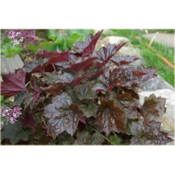 bylina Żurawka Palace Purple B369