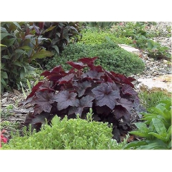 bylina Żurawka Palace Purple B369