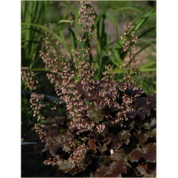 bylina Żurawka Palace Purple B369